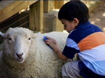 Овцы на 1ьакъикат и на любые мероприятия