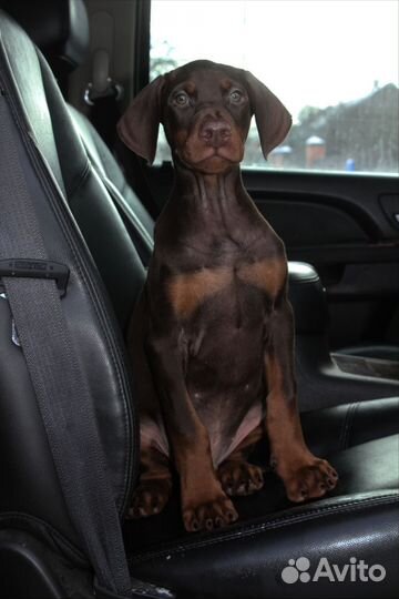 Щенки добермана, кобели