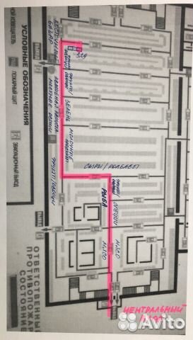 Стрептокарпус Кокарда