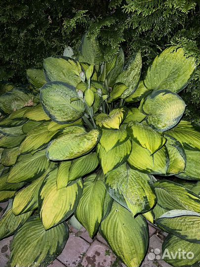 Хоста растение большой куст