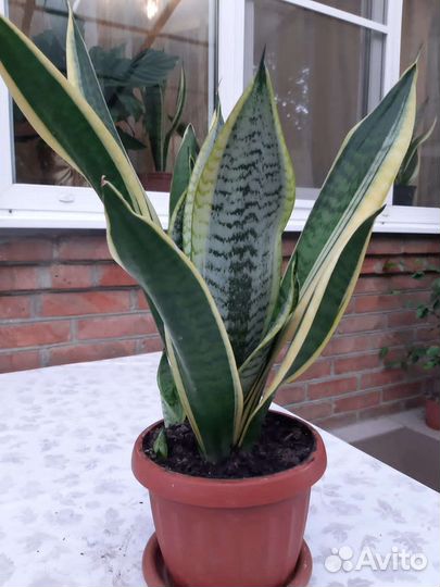 Сансевиерия тещин язык