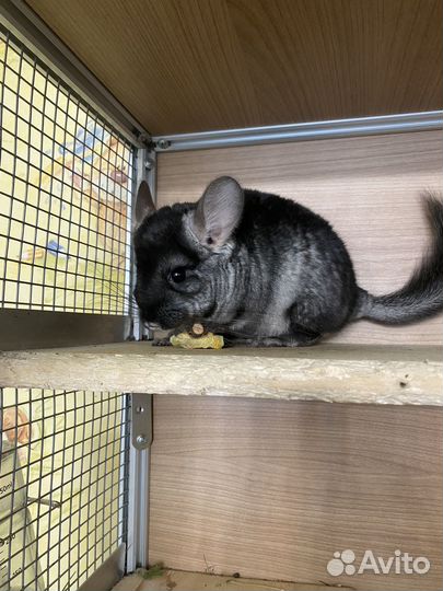 Шиншилла черный бархат