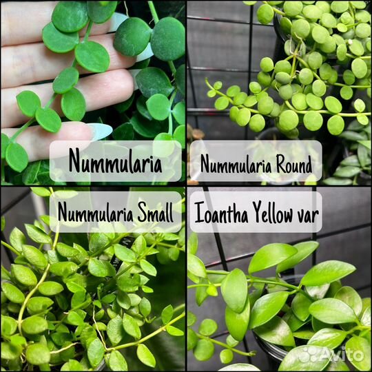 Хойи и дисхидии на срез