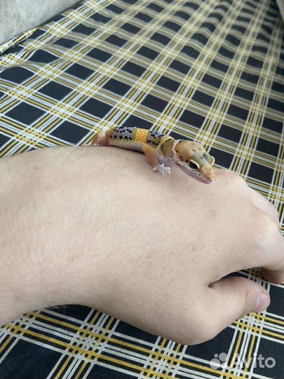 Эублефар самец