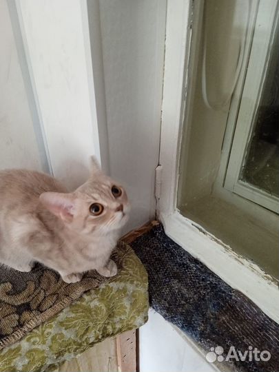 Персиковая кошечка