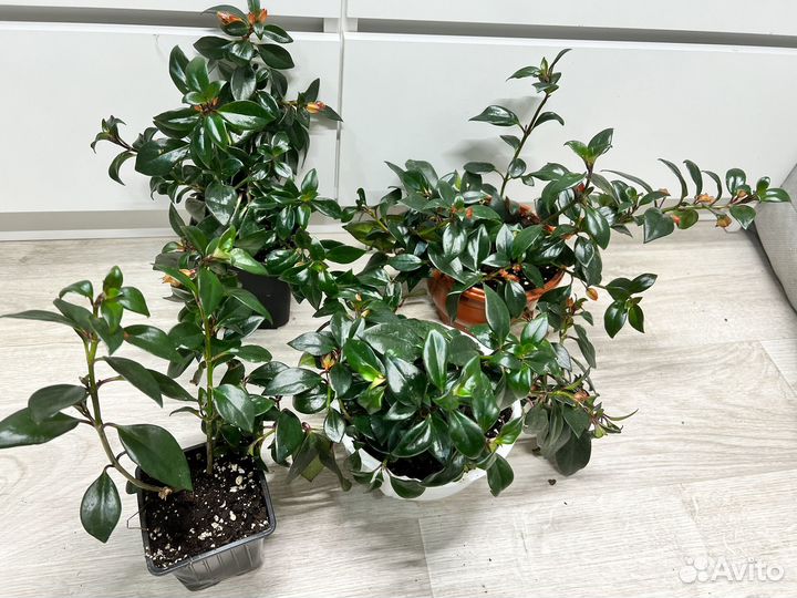 Комнатные цветы-гипоцирта