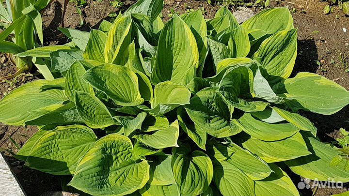 Хоста (разные сорта, 10 видов)
