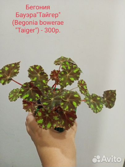 Разные комнатные растения