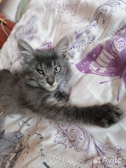 Заводная Мурочка ищет семью