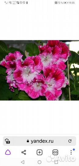 Королевская пеларгония