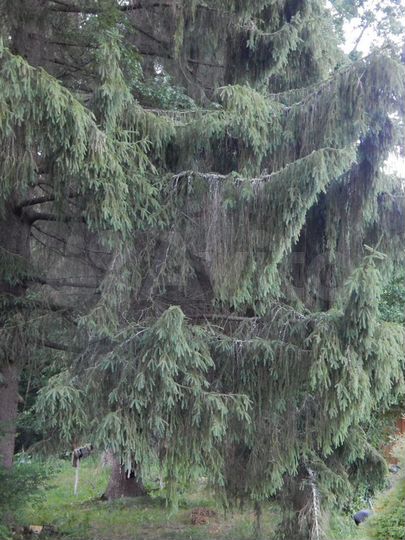 Участок 60 сот. (ИЖС)