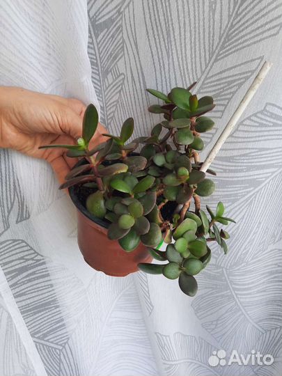 Цветы комнатные разные пеперомия эухариус