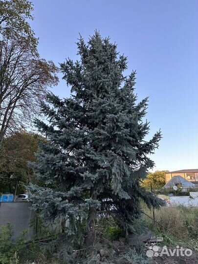 Ель голубая
