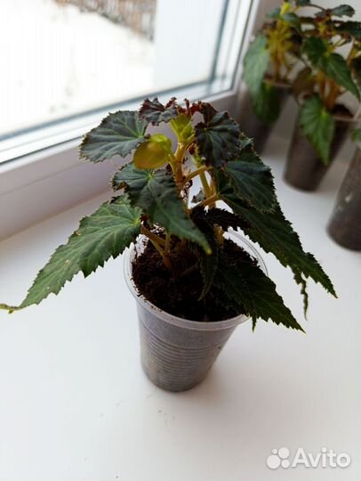 Бегония беллекония