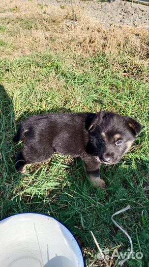 Двортерьер в добрые руки