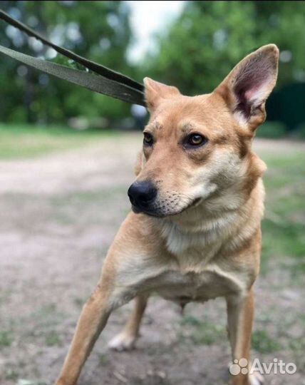 Скромная собачка Айва надеется найти дом