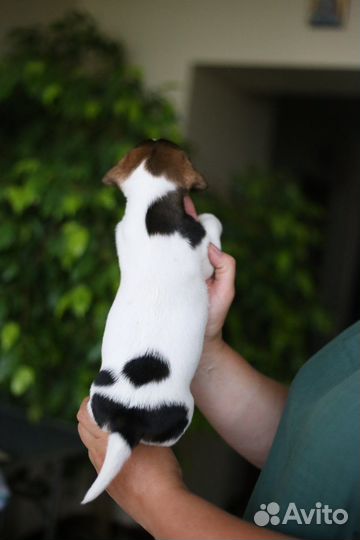 Девочка джек рассел