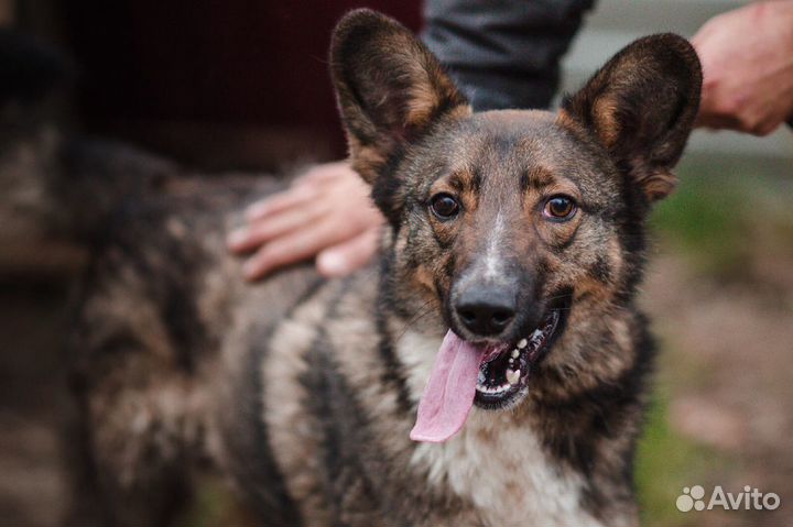 Собака в добрые руки, щенок