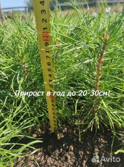 Сосна для изгороди 100шт