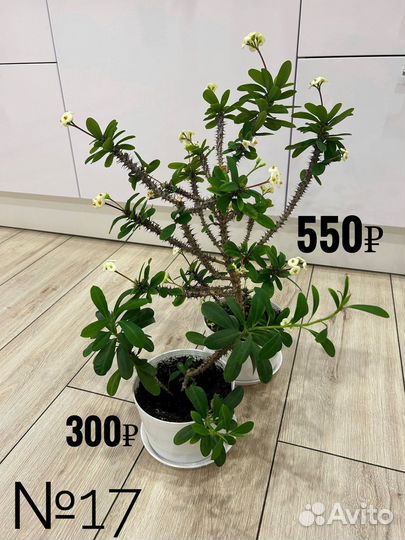 Комнатные цветы