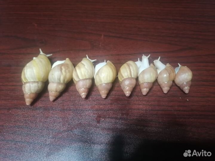 Улитки Ахатины