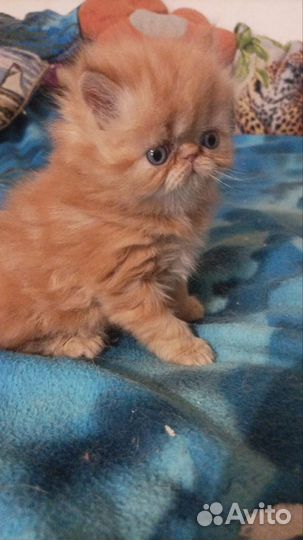 Персидские котята