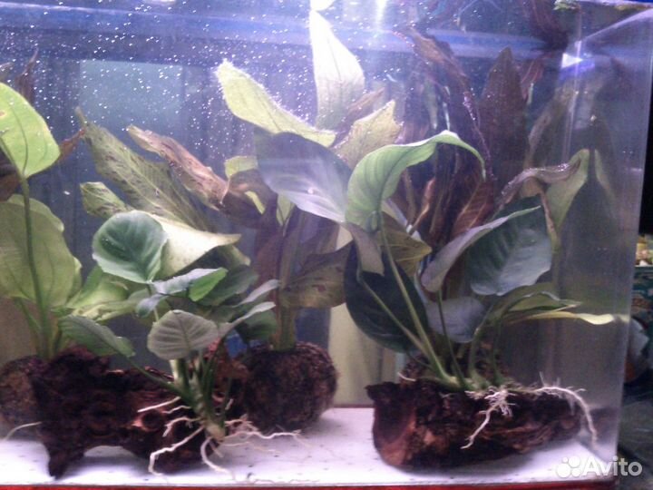 Аквариумные рыбки и растения в туле