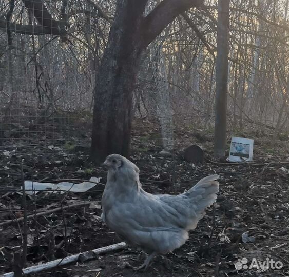 Цыплята Амераукана