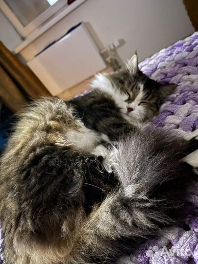 Передержка кошек и собак(и др.животных)