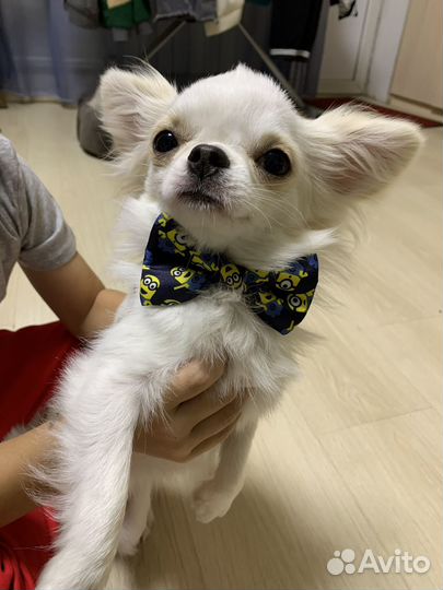 Чихуахуа иркутск. Чихуахуа окрас лиловый хаски. Чихуахуа иркутск. Черный чихуахуа гладкошерстные щенок. Как попасть на выставку с чихуахуа в челябинске.