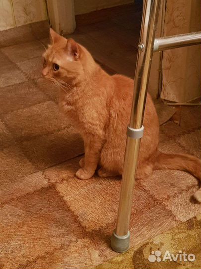 Отдам кота в добрые руки