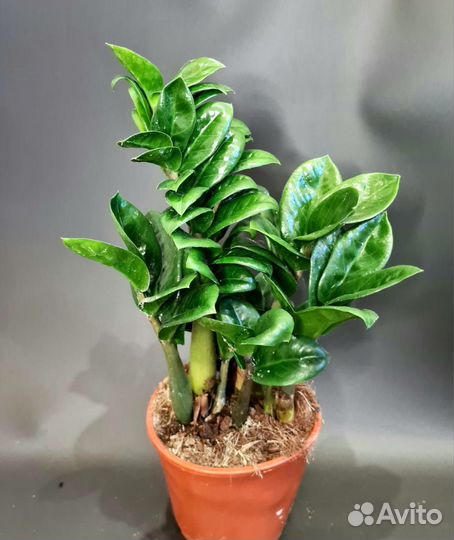 Замиакулькас