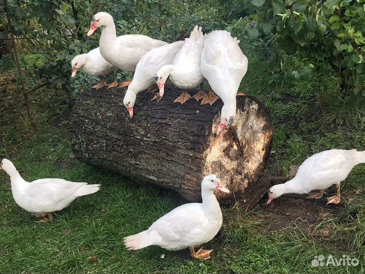 Мясо индоутки,утки