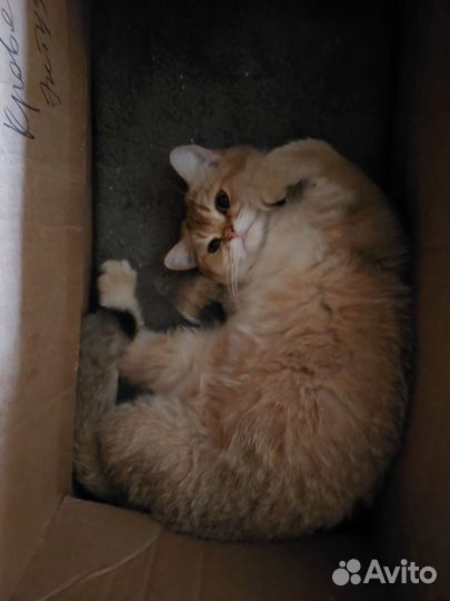 Золотые котята