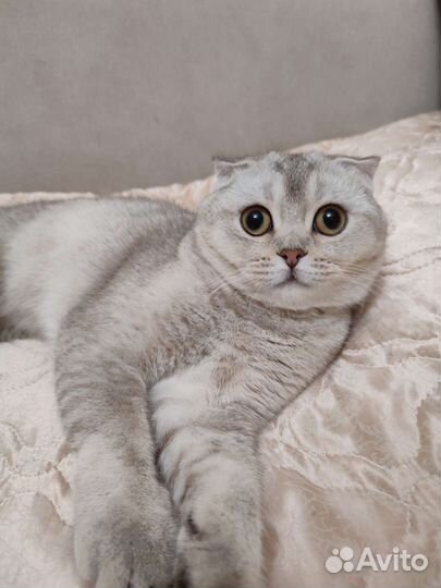 Шотландская вислоухая шиншилла