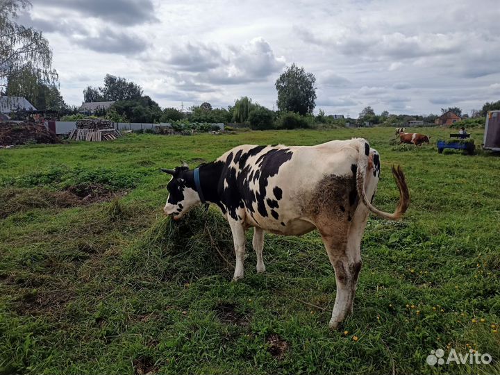 Телка стельная