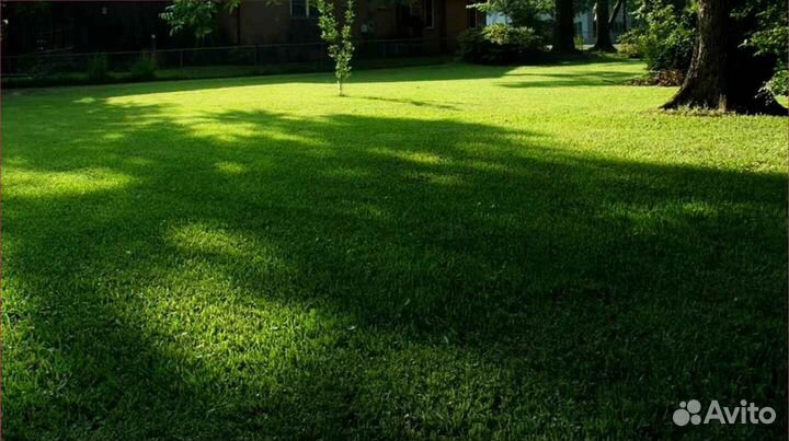 Газонная трава