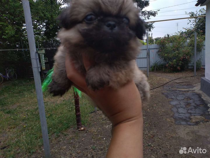 Пекинесик в добрые руки