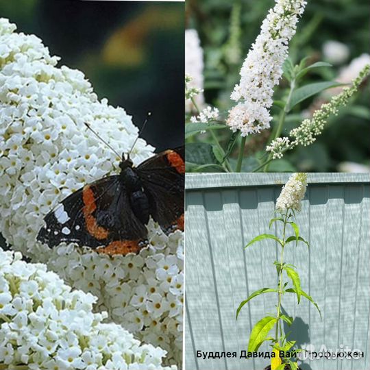 Буддлея Давида
