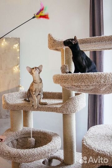 Когтеточка