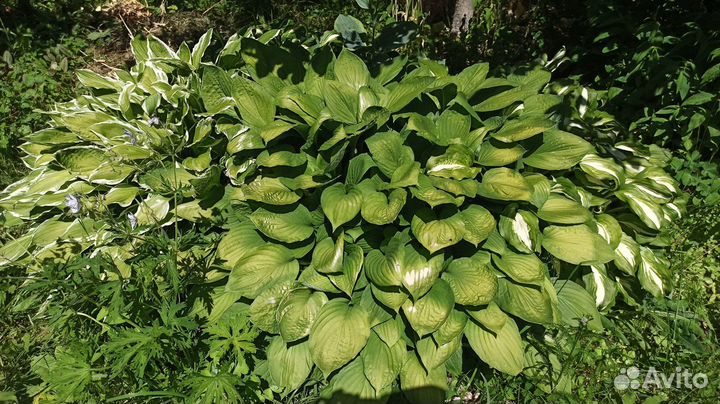 Хоста зеленая