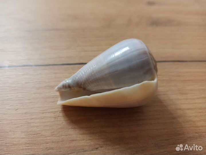 Морская раковина