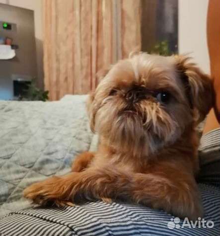 Брюссельский гриффон