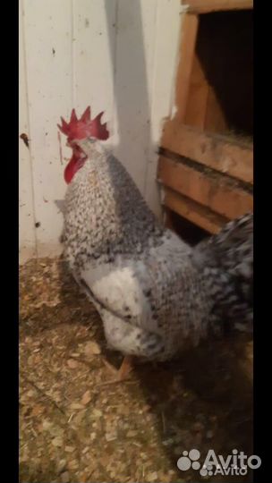 Инкубационное яйцо кур несушек