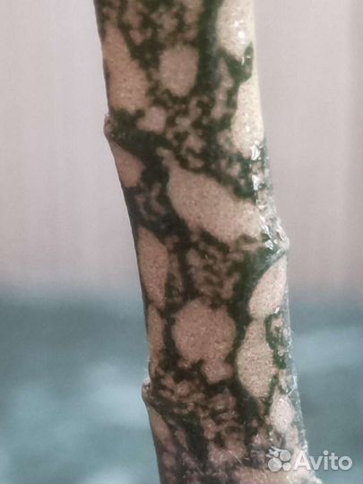 Эуфорбия платиклада