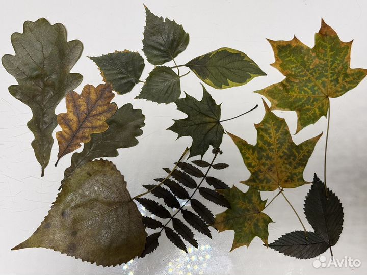 Набор осенние листья стабилизированные