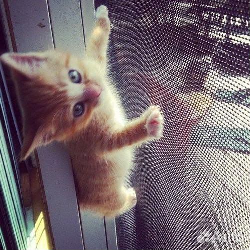 Москитные сетки на окна изготовление и установка