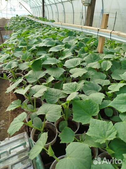 Рассада огурца, сорт Северин