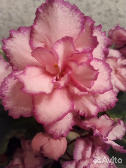 Фиалка (стартер)