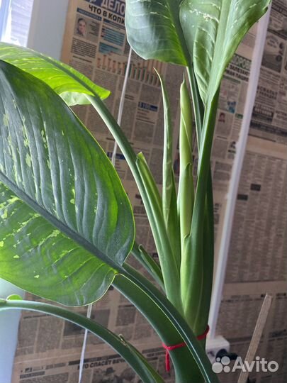 Диффенбахия